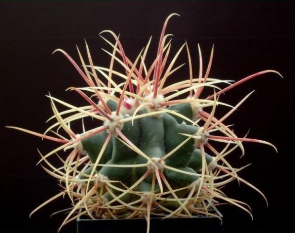 Ferocactus_lecontei